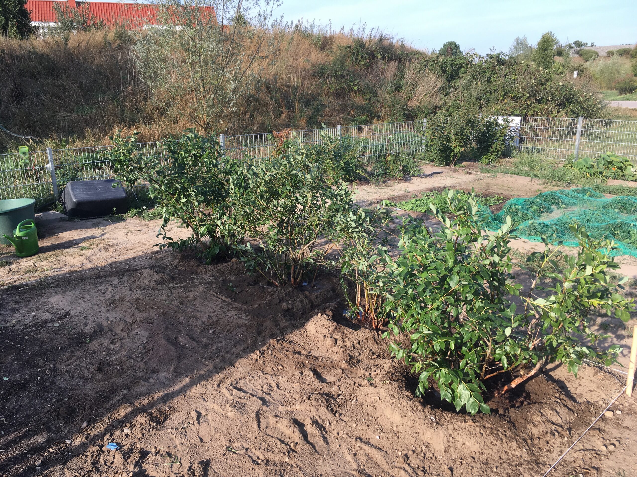 Heidelbeer-Experiment im Blumen- & Gemüsegarten Heidelbeer-Experiment im Blumen- & Gemüsegarten
