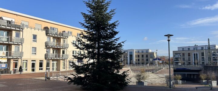 Der Weihnachtsbaum steht – Kaltenweide bereitet sich auf die Weihnachtszeit vor (c) 2024 - Florian Windeck / Bürger für Kaltenweide e.V.
